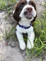 Lucy, a female English Springer Spaniel for sale in Centerville, TX – 4 of 5