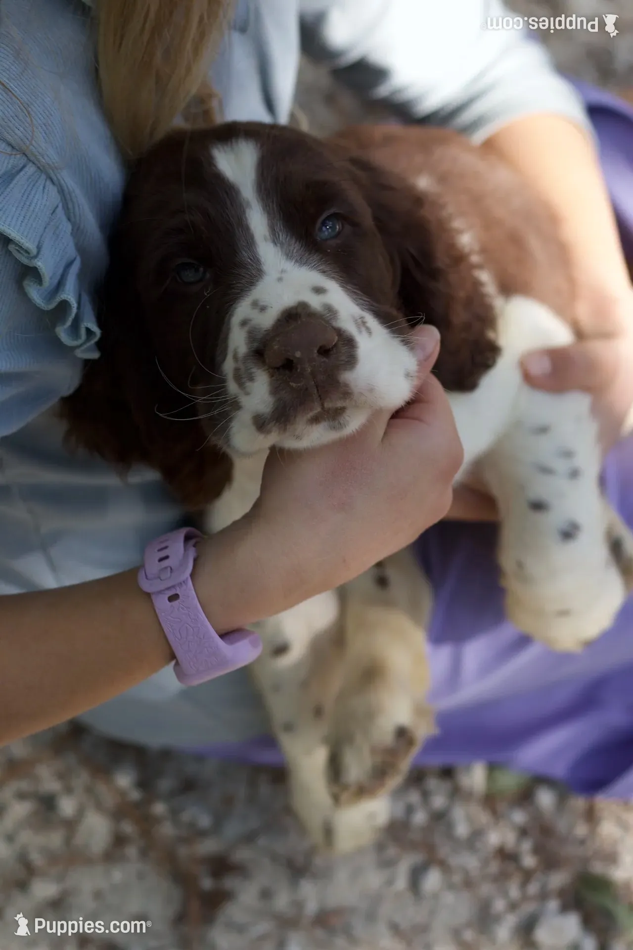 Freckles, a male English Springer Spaniel for sale in Centerville, TX – 4 of 5