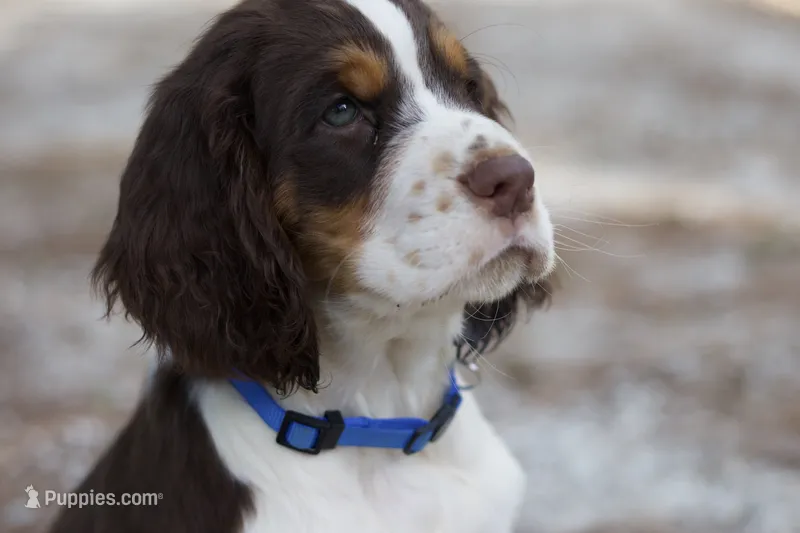 Raffles – English Springer Spaniel puppy for sale in Centerville, TX