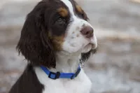 Raffles, a male English Springer Spaniel for sale in Centerville, TX – 1 of 5