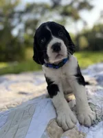Captain, a male English Springer Spaniel for sale in Centerville, TX – 2 of 8