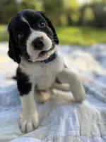 Captain, a male English Springer Spaniel for sale in Centerville, TX – 5 of 8