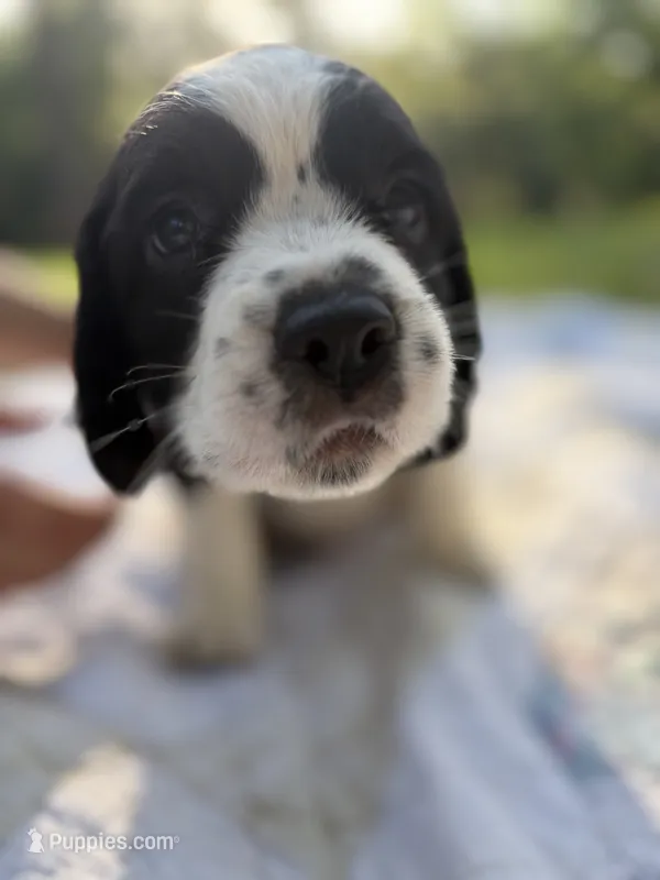 Ethel Mae – English Springer Spaniel puppy for sale in Centerville, TX
