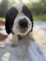 Ethel Mae, a female English Springer Spaniel for sale in Centerville, TX – 1 of 1