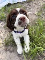 Lucy, a female English Springer Spaniel for sale in Centerville, TX – 5 of 5