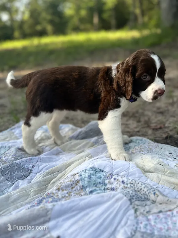 Lucy – English Springer Spaniel puppy for sale in Centerville, TX