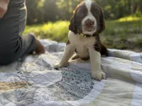 Sergeant, a male English Springer Spaniel for sale in Centerville, TX – 1 of 3