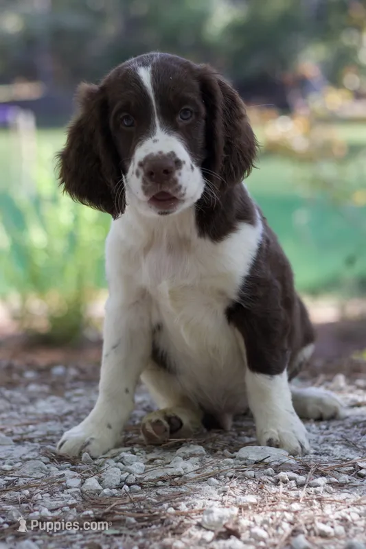 Pickles – English Springer Spaniel puppy for sale in Centerville, TX