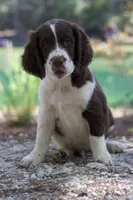 Pickles, a male English Springer Spaniel for sale in Centerville, TX – 1 of 5