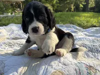 Captain, a male English Springer Spaniel for sale in Centerville, TX – 7 of 8