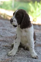 Freckles, a male English Springer Spaniel for sale in Centerville, TX – 2 of 5
