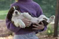 Raffles, a male English Springer Spaniel for sale in Centerville, TX – 3 of 5