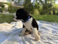 Captain, a male English Springer Spaniel for sale in Centerville, TX – 3 of 8