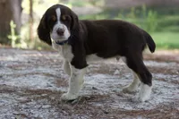 Raffles, a male English Springer Spaniel for sale in Centerville, TX – 5 of 5