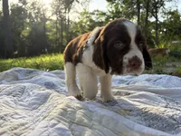 Sergeant, a male English Springer Spaniel for sale in Centerville, TX – 2 of 3