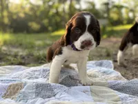 Lucy, a female English Springer Spaniel for sale in Centerville, TX – 3 of 5