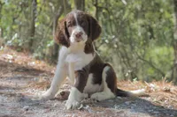 Pickles, a male English Springer Spaniel for sale in Centerville, TX – 2 of 5