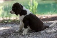 Pickles, a male English Springer Spaniel for sale in Centerville, TX – 4 of 5