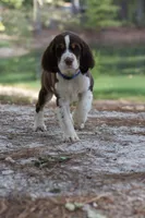 Raffles, a male English Springer Spaniel for sale in Centerville, TX – 4 of 5