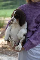 Raffles, a male English Springer Spaniel for sale in Centerville, TX – 2 of 5