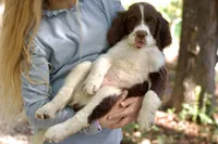 Pickles, a male English Springer Spaniel for sale in Centerville, TX – 5 of 5