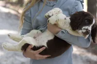 Freckles, a male English Springer Spaniel for sale in Centerville, TX – 5 of 5