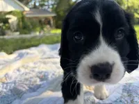 Captain, a male English Springer Spaniel for sale in Centerville, TX – 4 of 8