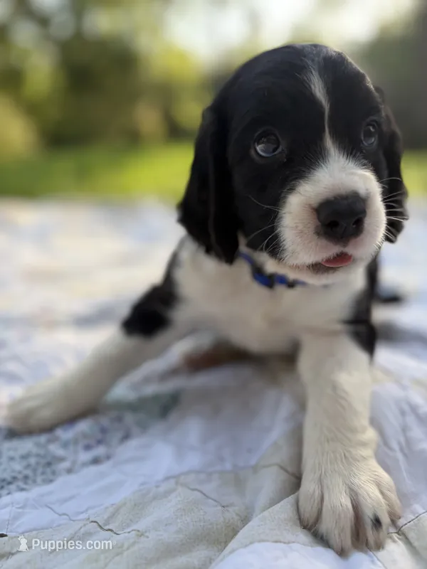 Captain – English Springer Spaniel puppy for sale in Centerville, TX