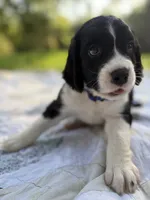 Captain, a male English Springer Spaniel for sale in Centerville, TX – 1 of 8