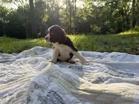 Sergeant, a male English Springer Spaniel for sale in Centerville, TX – 3 of 3