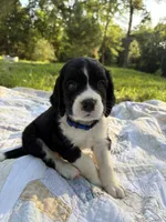 Captain, a male English Springer Spaniel for sale in Centerville, TX – 6 of 8
