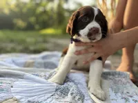 Lucy, a female English Springer Spaniel for sale in Centerville, TX – 2 of 5