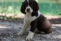 Pickles, a male English Springer Spaniel for sale in Centerville, TX – 3 of 5
