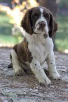 Freckles, a male English Springer Spaniel for sale in Centerville, TX – 1 of 5