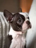 Brodie , a male Boston Terrier for sale in Crystal Lake, IL – 2 of 5