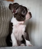 Brodie , a male Boston Terrier for sale in Crystal Lake, IL – 4 of 5