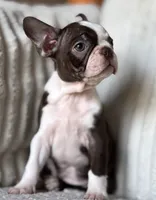 Brodie , a male Boston Terrier for sale in Crystal Lake, IL – 3 of 5