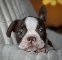 Brodie , a male Boston Terrier for sale in Crystal Lake, IL – 5 of 5