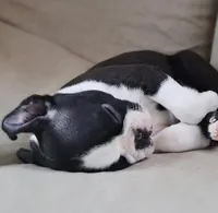 Jake, a male Boston Terrier for sale in Crystal Lake, IL – 1 of 4