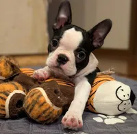 Jake, a male Boston Terrier for sale in Crystal Lake, IL – 2 of 4