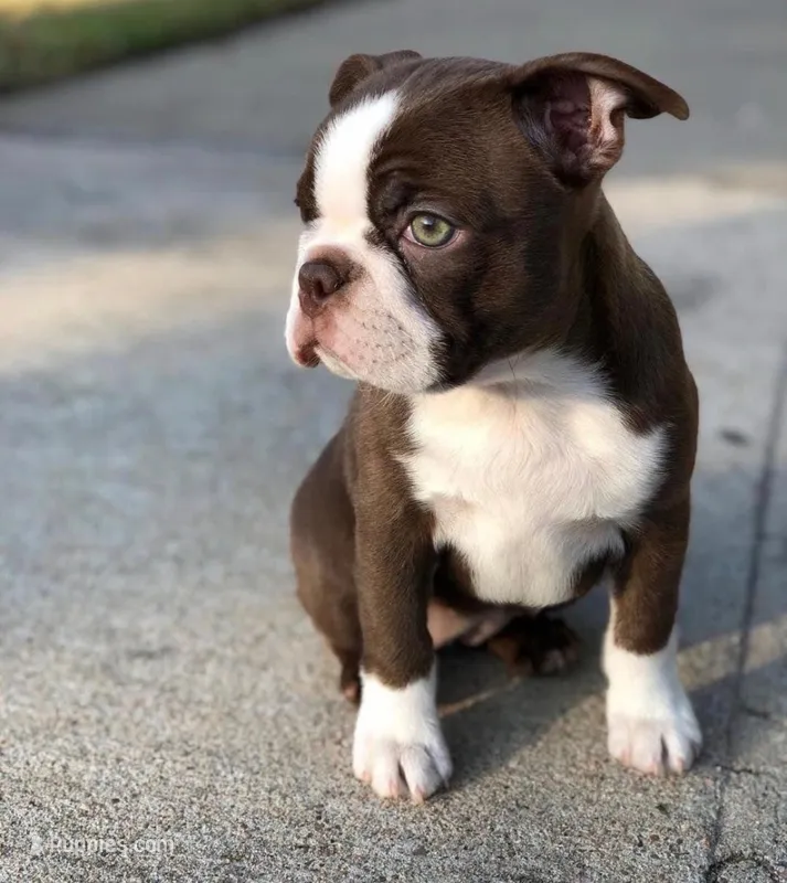 Lady – Boston Terrier puppy for sale in Crystal Lake, IL