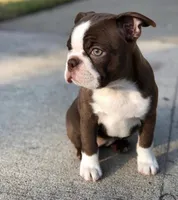 Lady, a female Boston Terrier for sale in Crystal Lake, IL – 1 of 1