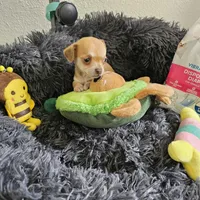 Bella, a female Chihuahua for sale in Converse, TX – Photo 1 of 7