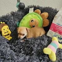 Bella, a female Chihuahua for sale in Converse, TX – Photo 7 of 7