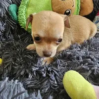 Bella, a female Chihuahua for sale in Converse, TX – Photo 3 of 7
