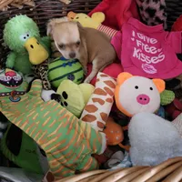 Bella, a female Chihuahua for sale in Converse, TX – Photo 4 of 7