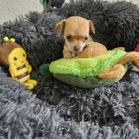 Bella, a female Chihuahua for sale in Converse, TX – Photo 2 of 7