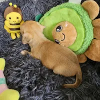 Bella, a female Chihuahua for sale in Converse, TX – Photo 5 of 7