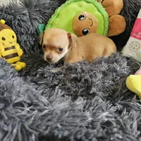 Bella, a female Chihuahua for sale in Converse, TX – Photo 6 of 7