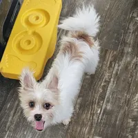 Asia, a female Shih Tzu and Shorkie for sale in Converse, TX – Photo 5 of 7